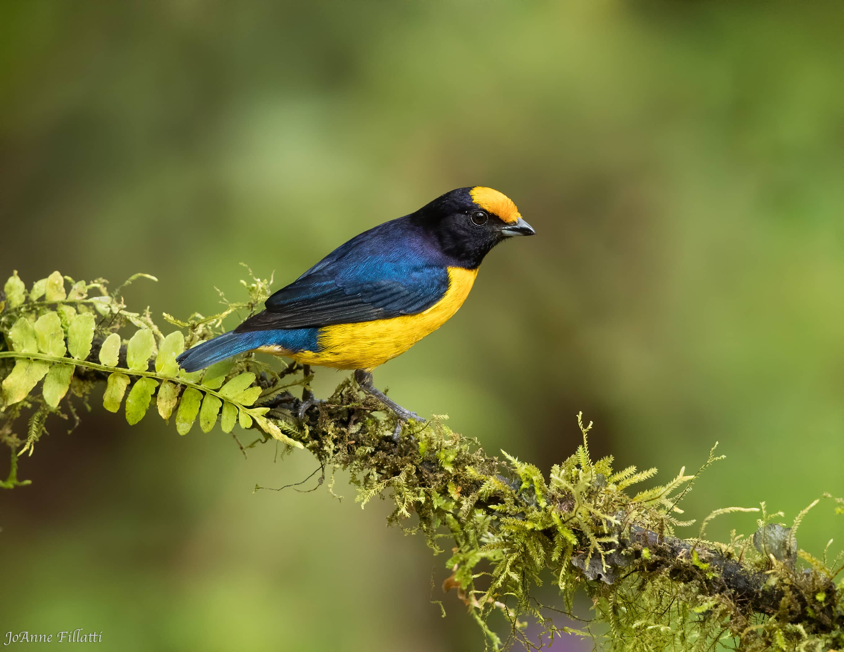 bird of peru image 10